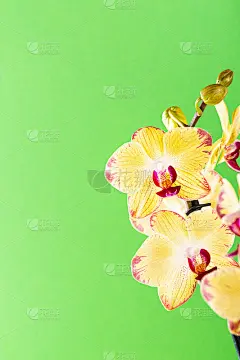 兰花花黄色绽放