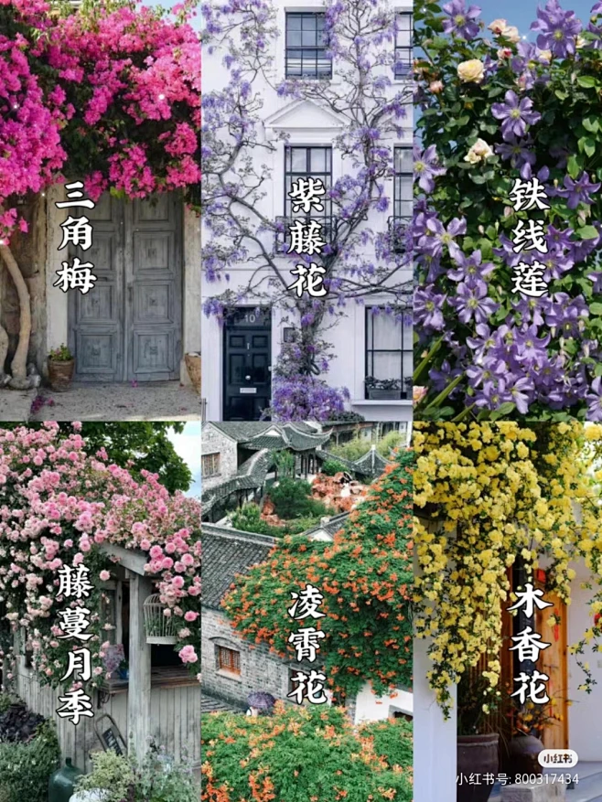 庭院爬藤植物-花瓣网