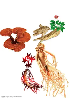 分层洋参人参灵芝素材源文件