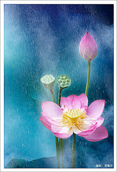 叶踏小雨采集到一花一天堂