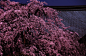集