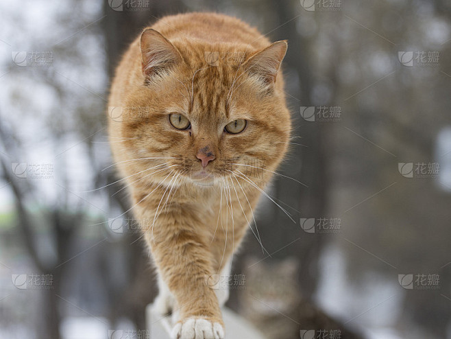 院子里一只脏兮兮的猫的肖像。春天的篱笆上有只姜猫。
