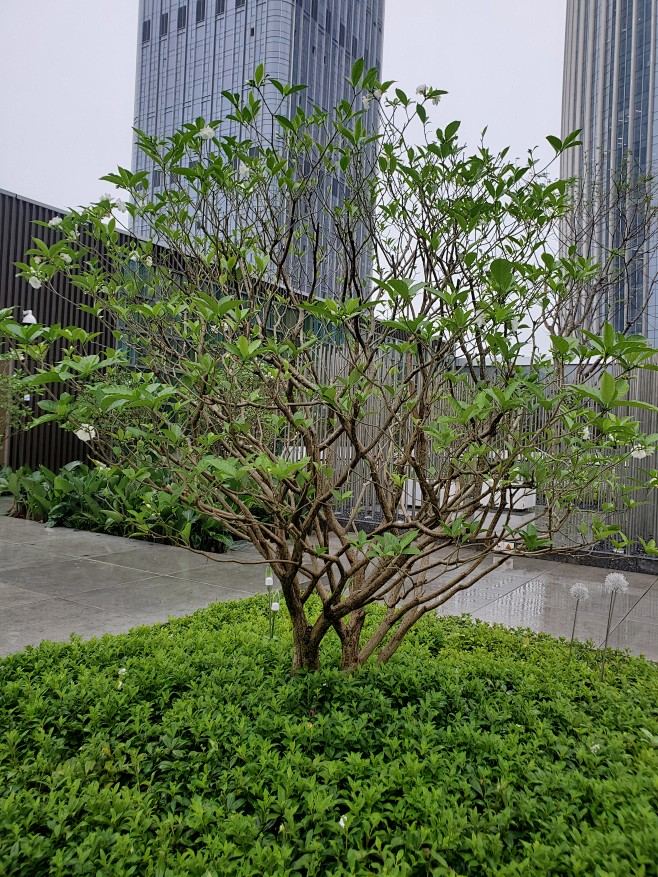狗牙花
