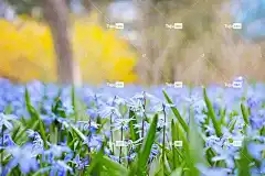 花朵 植物学 原野 盛开 开花 生长 花壁纸 花瓣 花卉背景