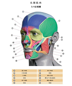 一个大草包采集到人体/结构