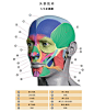 美术教程：人体面部肌肉分布专业篇