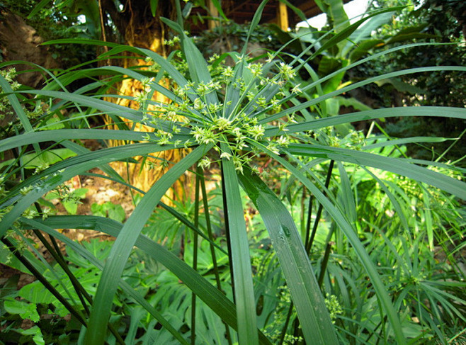 风车草