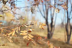 在前景，在锐度区，花楸树叶准备落下。在模糊的背景中——没有叶子的树。