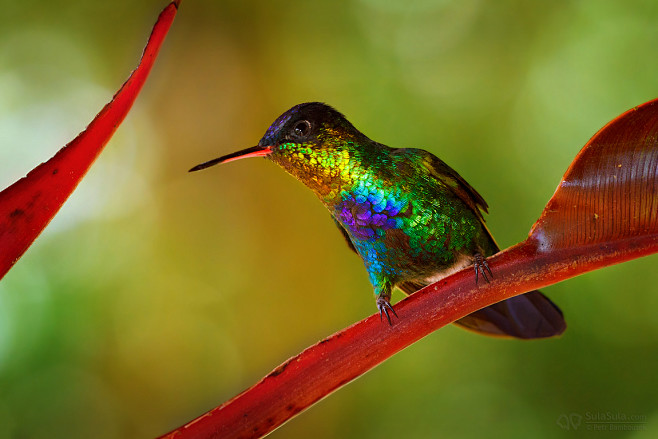 Fiery-throated Hummi...