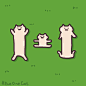 日本这只沙雕猫的动图，真是又傻又可爱！前方高能。。。