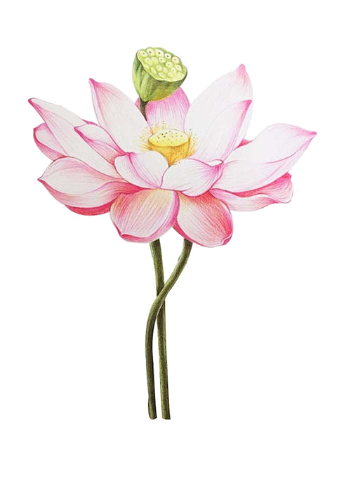 免扣透明素材png荷叶莲花手绘插画