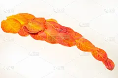 秋叶红黄，在画室里拍照。格外美丽的时光到了金秋，那是一段安宁的时光。