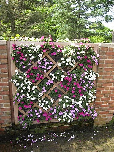 Impatiens love the s...