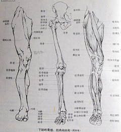 黑夜中的芒曜采集到muscle (腿部)