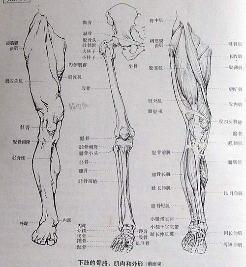 百度图片搜索_艺用人体解剖的搜索结果