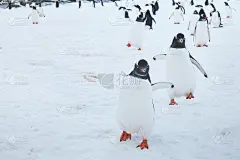 搞笑的巴布亚企鹅在南极洲的雪地上奔跑
