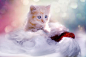 kitten-grey-heart-cat-c15659287890bdc4f32c69b8071a70b4.jpg (2847×1898)