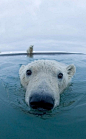 北极熊,萌,搞笑