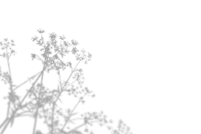 植物投影png