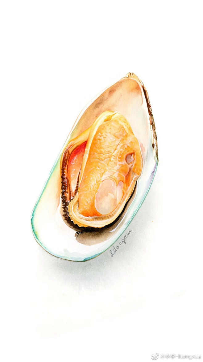 写实水彩海洋生物淡菜、海夫人、贻贝、海鲜...