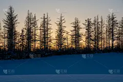 美丽的冬季夜空和落叶松森林