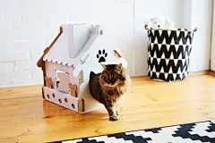 点击来源直接获取大图文件 |在猫屋里的猫。浅景深