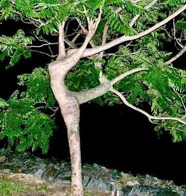 Dancing tree.