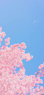 樱花 #手机壁纸
