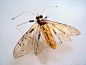 艺术家和环保主义者Julie Alice Chappell将废旧的电路板和元器件制作成美丽的翅膀昆虫。#惊蛰万物骚动# #设计秀# #美学图书馆# @微博美学 ​​​​