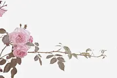 花高清素材 幼儿园 手绘 手绘小素材 手绘插画 抽象设计 插画 日本 时尚 韩国 元素 免抠png 设计图片 免费下载 页面网页 平面电商 创意素材