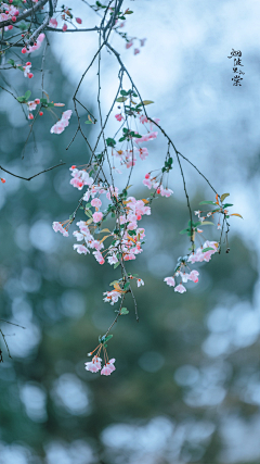 花儿_采集到花鸟/小动物