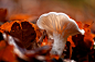 mushroom-8405722