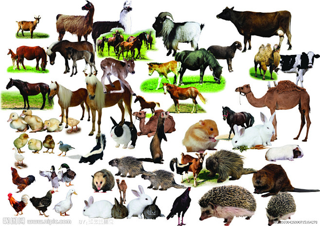 家禽动物大集合