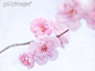 摄影,首都,影棚拍摄,粉色,日本文化_143481150_Cherry tree blossoms_创意图片_Getty Images China