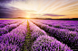 Lavender Sunrise by Milen Dobrev on 500px