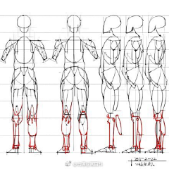 薛定谔的人生采集到【手绘】人体结构动态