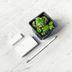 名片，铅笔，橡皮，植物
