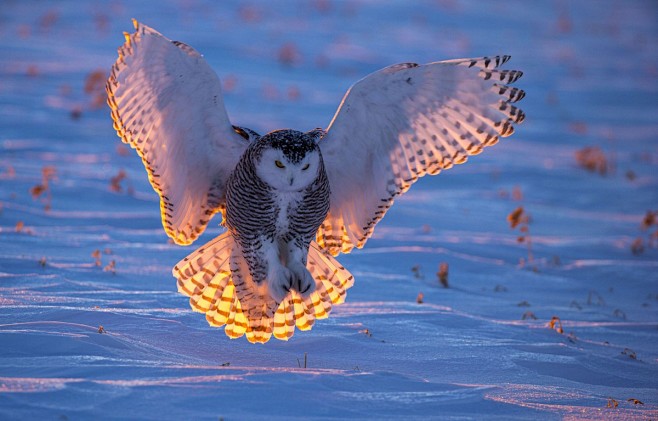 A snowy owl lands at...