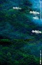 森林远景