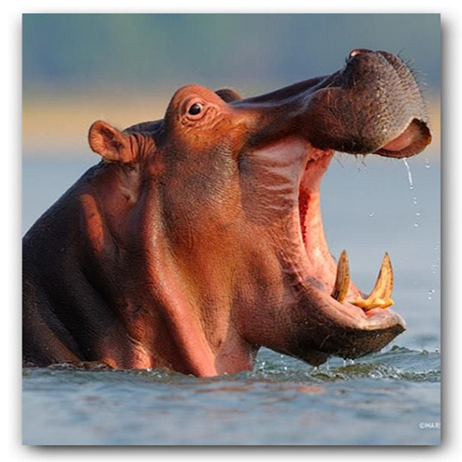 【动物世界】河马（Hippopotamu...