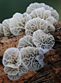 Fungi