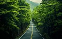 公路两边的绿植树木壁纸