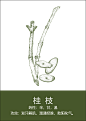 中药材插画