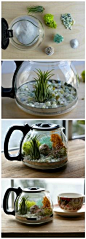 Plants and coffee // Let's make a coffee pot terrarium: 