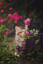 当她第一次见到花朵，然后想试着去闻闻... 这个画面真的是太美了(reddit:karlijoy) ​​​​