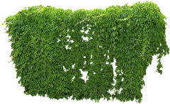 景观设计_方遇采集到藤本植物PNG