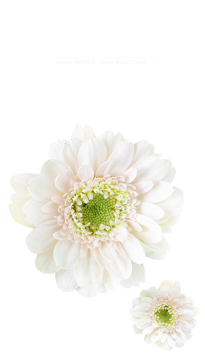 [ 乐分享 ] PNG高清免扣植物