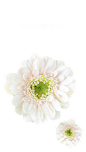 [ 乐分享 ] PNG高清免扣植物