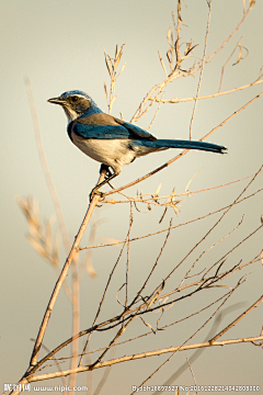 老付_23采集到Bird / 大鸟