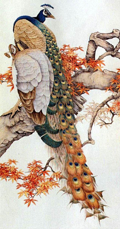 烟火繁落采集到孔雀